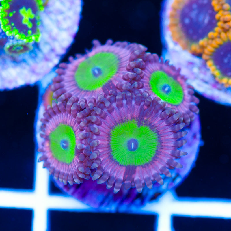 Chuckies Bride Zoanthids