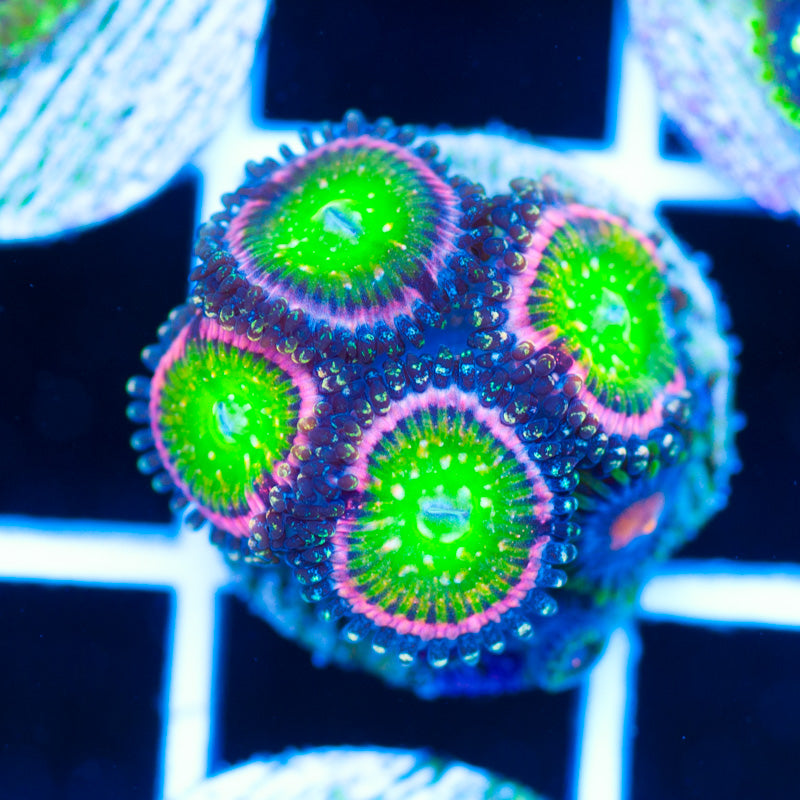 JF Kung Fu Fighter Zoanthids