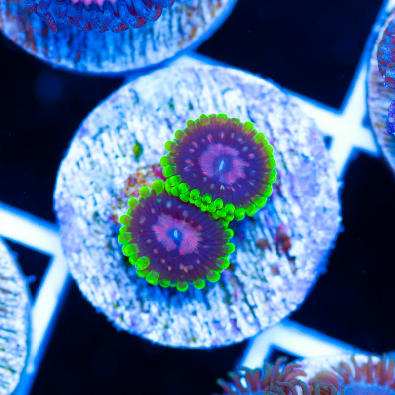 CC Scarlet Fever Zoanthids