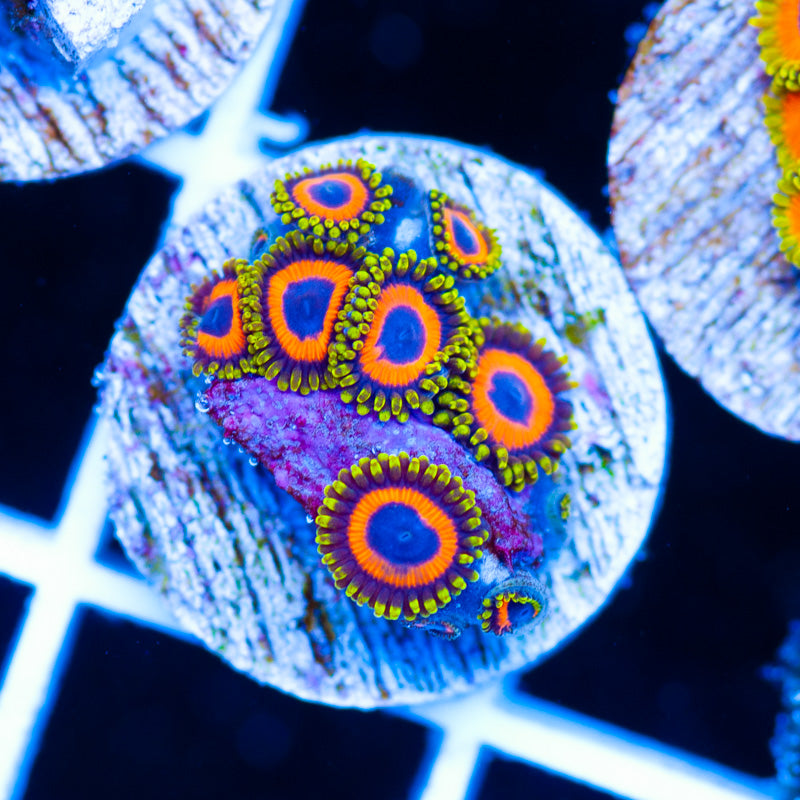 OG Jungle Juice Zoanthids