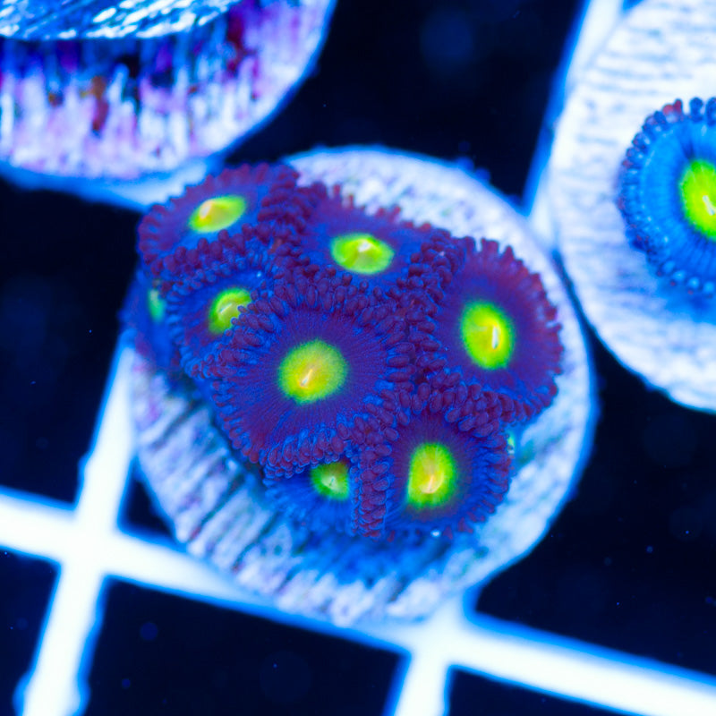 WWC AOI Zoanthids