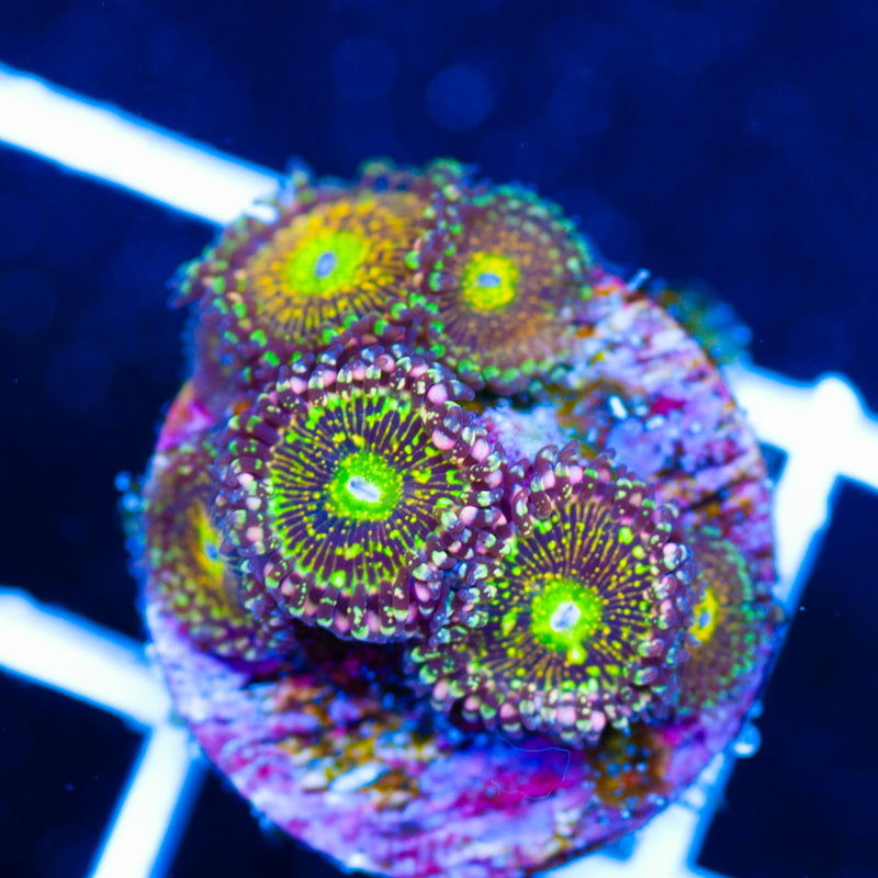 Grim Reaper Zoanthids
