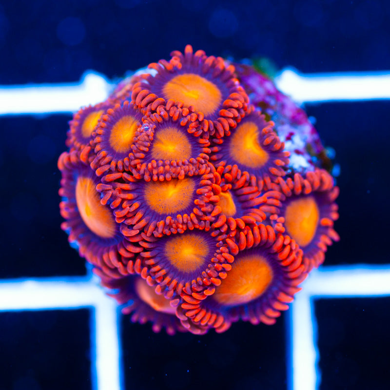 OG Bam Bam Zoanthids
