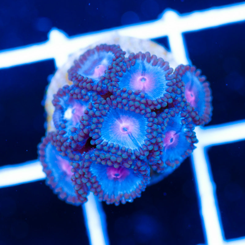 OG Blue Kiss Zoanthids
