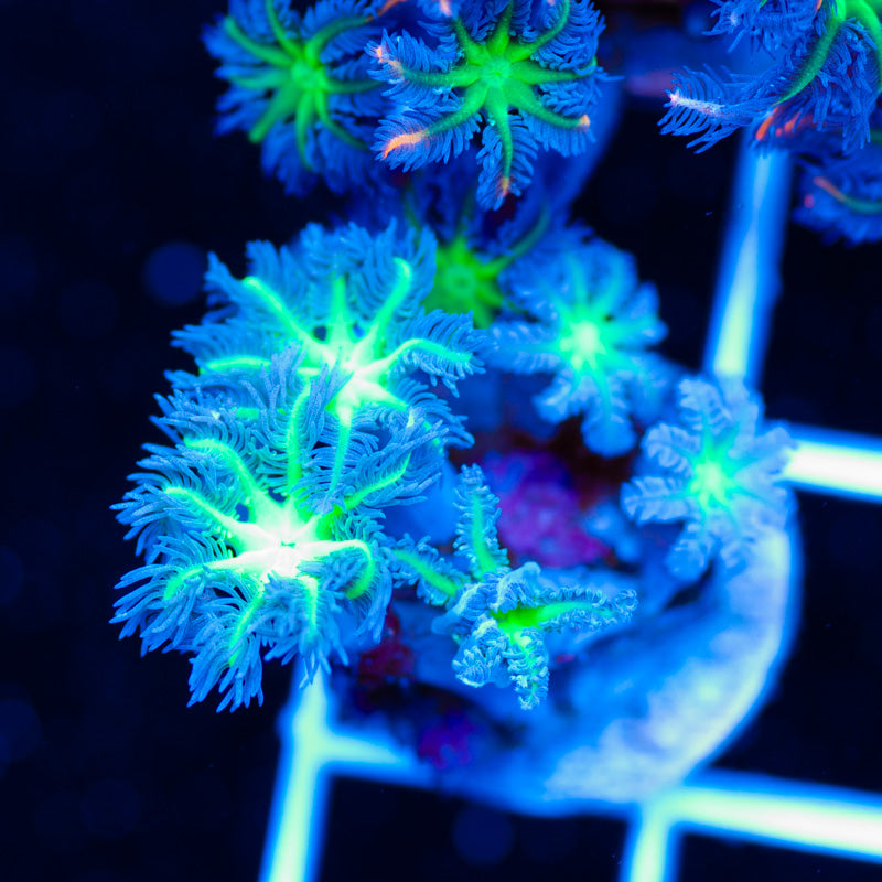 CC Alieneye Cloves