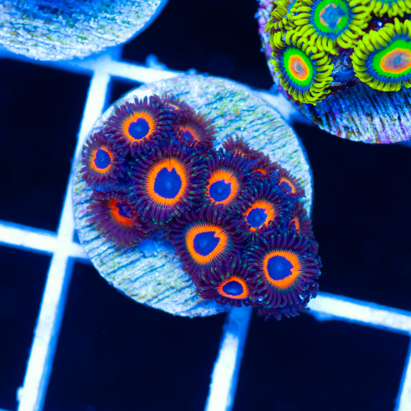 Jonnys Sea Pumpkins #1
