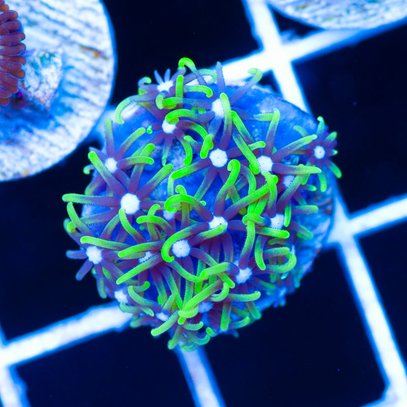 CC Dragon Fur/aka Star Polyps