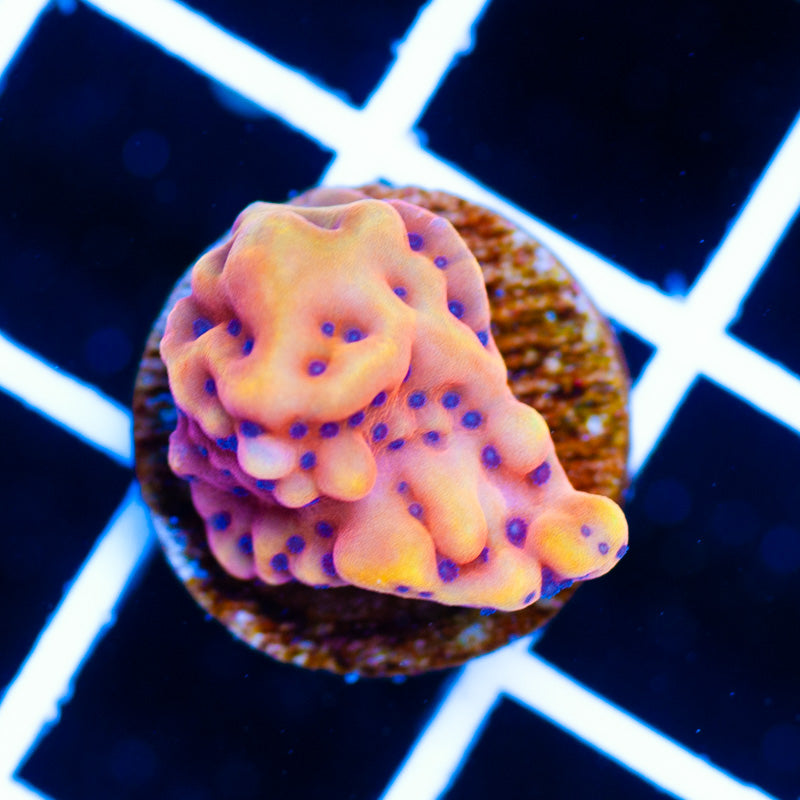 Reef Raft Crazy T Monti #2