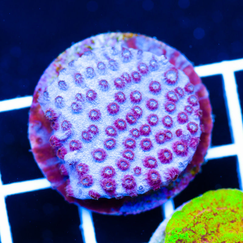 JF Valentine Cyphastrea