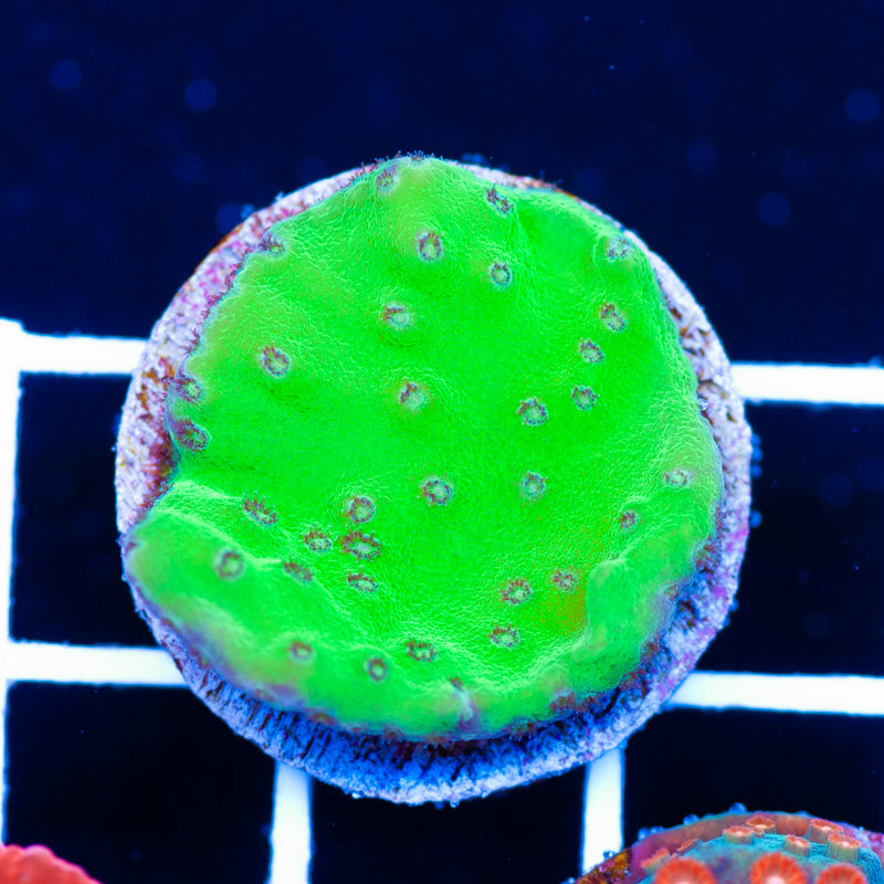 Kryptonite Cupping Turbinaria
