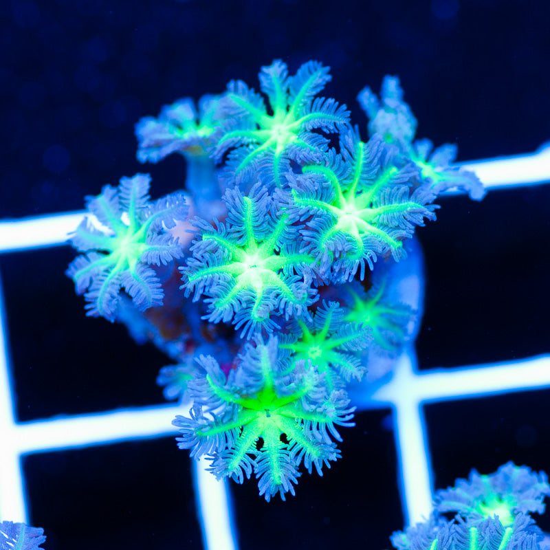 Alieneye Cloves
