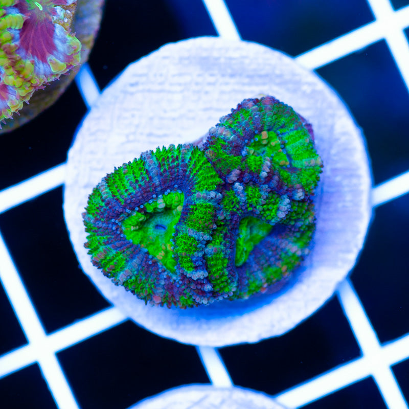 Awesome Aussie Acan #5