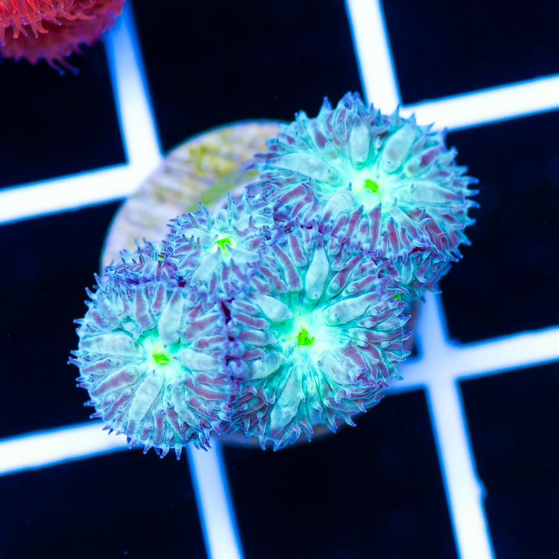 Emerald Eye Blastomussa Merletti