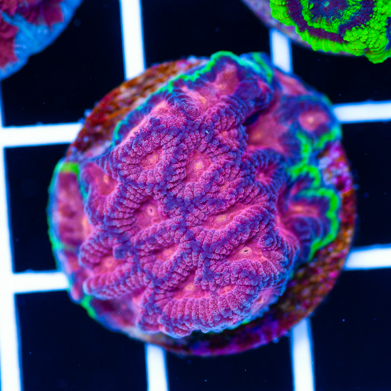 WWC Bejeweled Favia