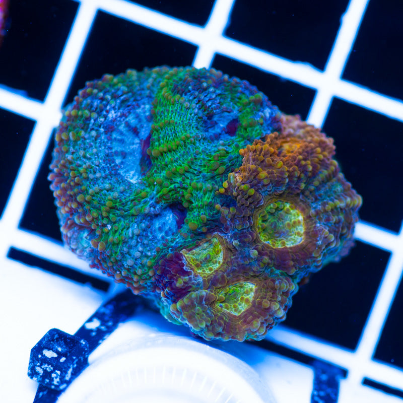 Rainbow Acan Echinata