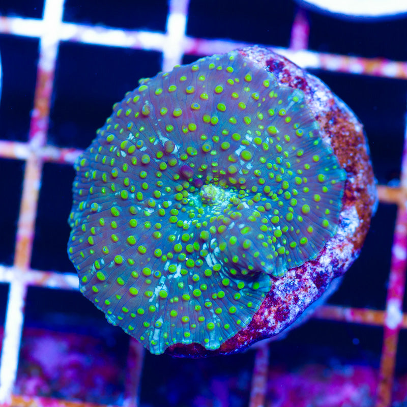 Green Dot Discosoma Mushroom