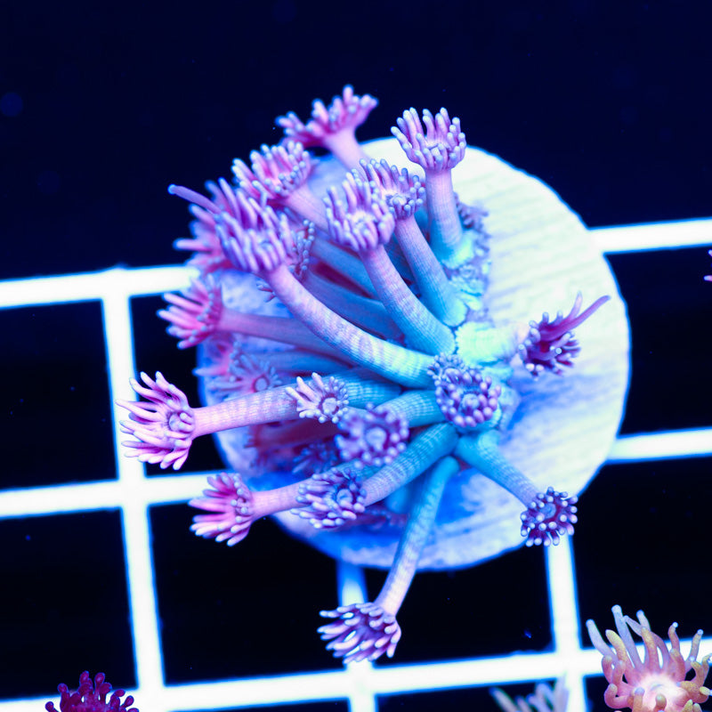 LRO Lavender Lust Goniopora