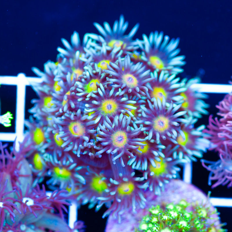 OG Osaka Sun Goniopora