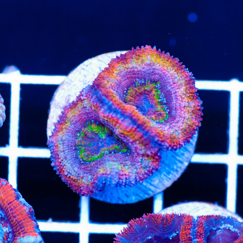 Real F'ing Rainbow Acan #1