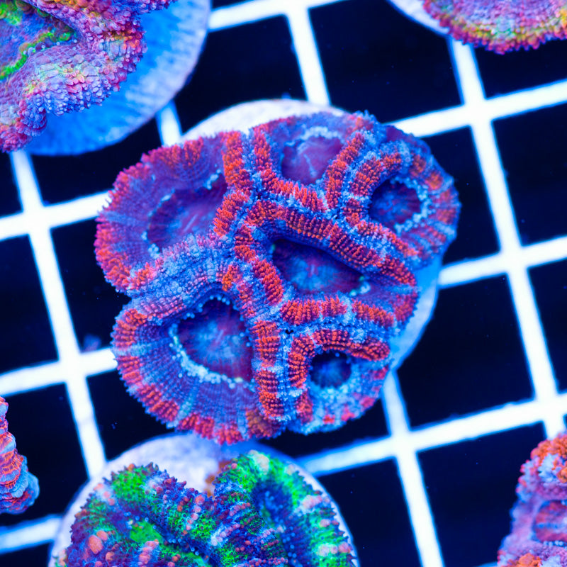 Ruby Ring Acan