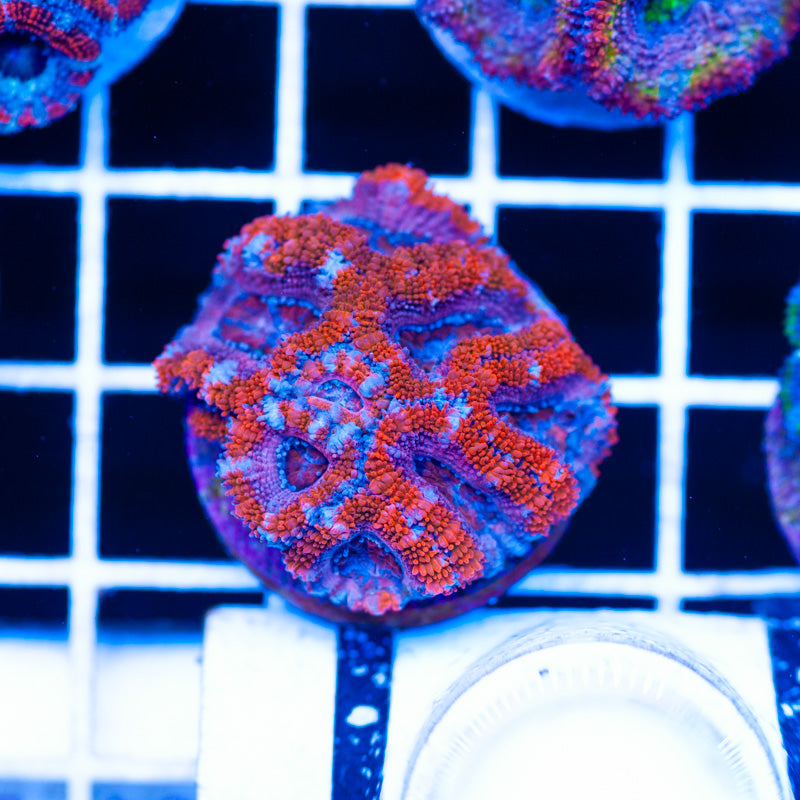 Strawberry Shortcake Acan
