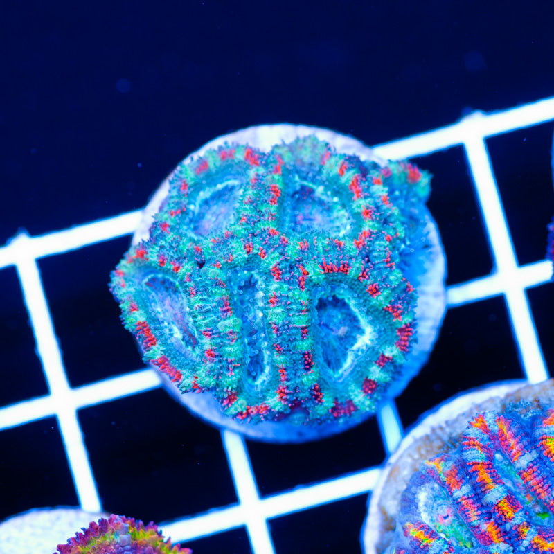 Aussie Big Top Acan