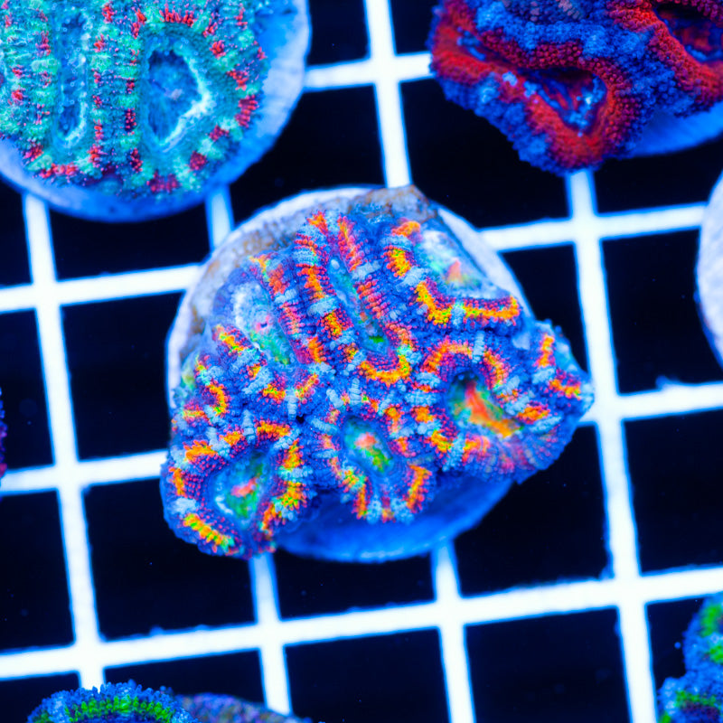 Rainbow Delight Acan