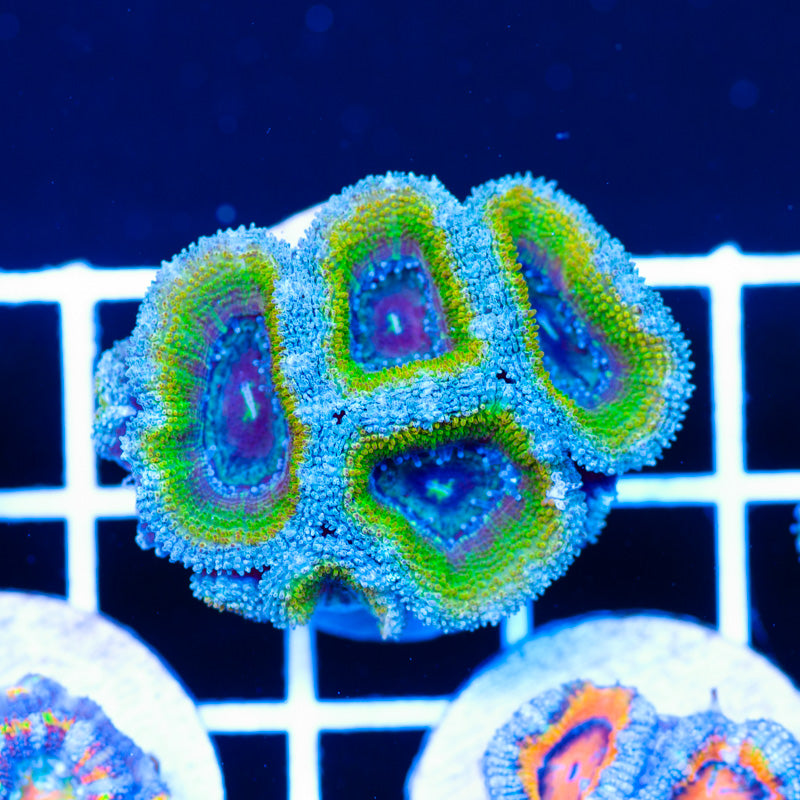 Golddigger Acan
