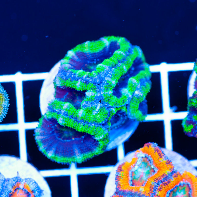 Manhattan Project Acan