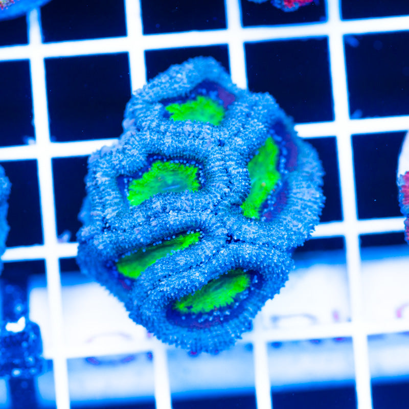 Toxic Soup Acan
