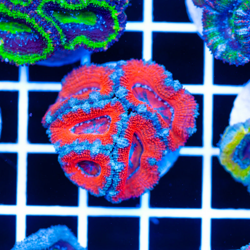 Red Oxide Acan