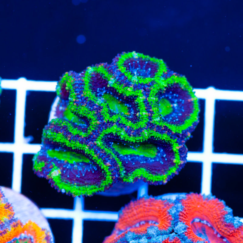 Ultimate Green Ring Acan