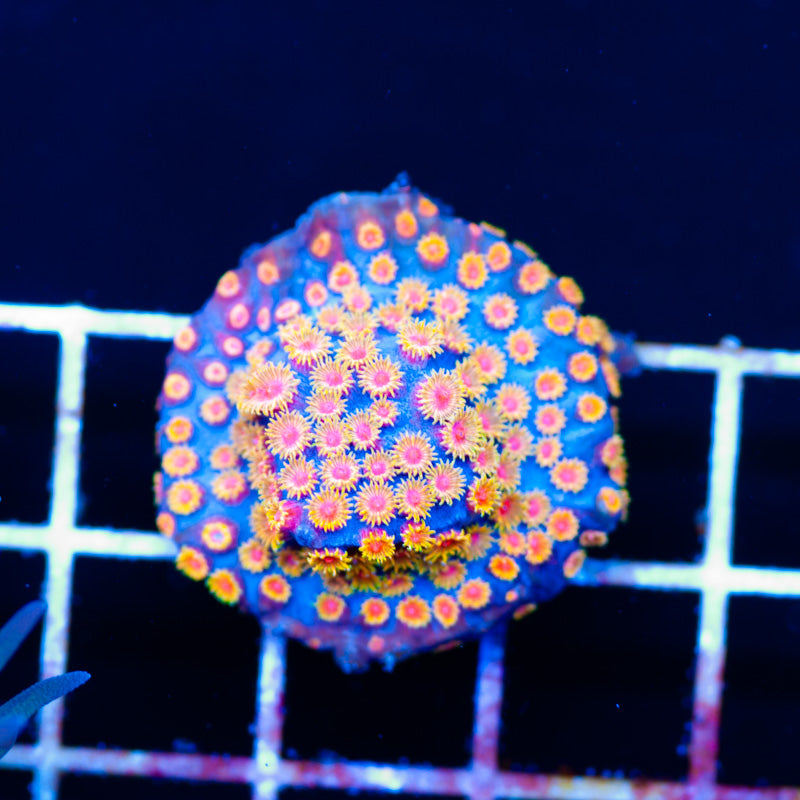 WWC Bizarro Cyphastrea