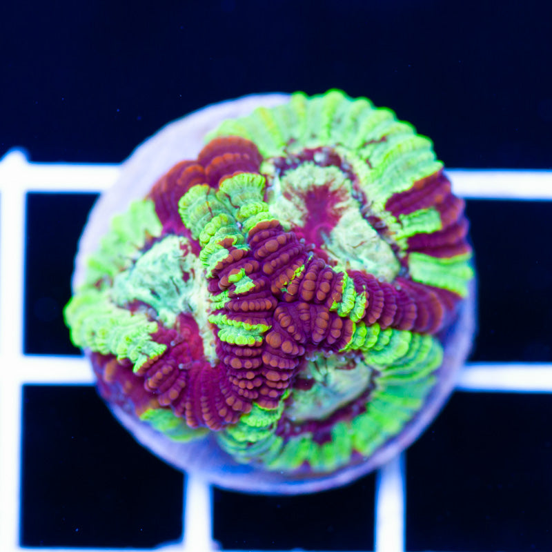 Cherry Splatter Favia