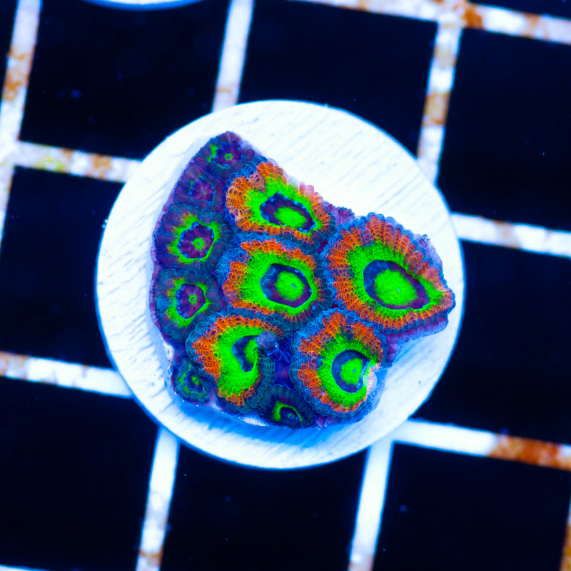 Holy Grail Micromussa