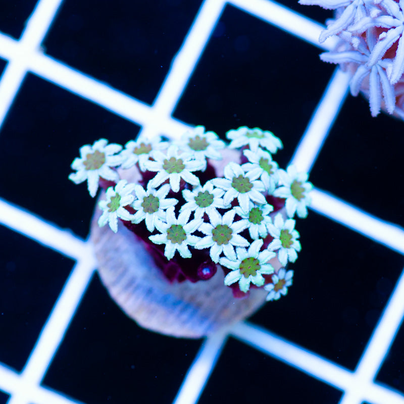 Pretty Pipe Organ Coral #1