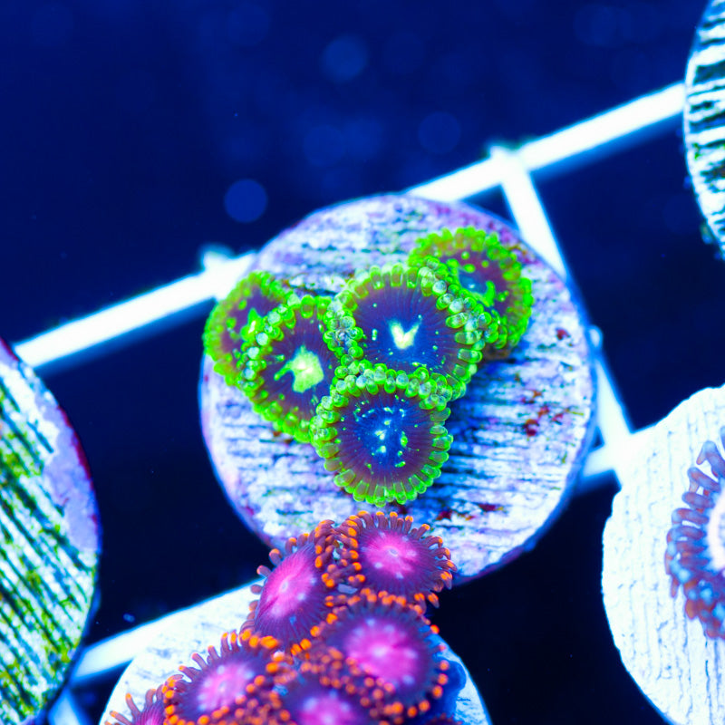 OG Exosphere Zoanthids #1