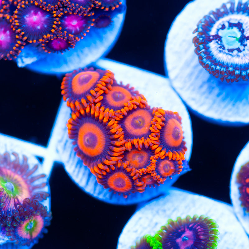 OG Orange Hornet Zoanthids