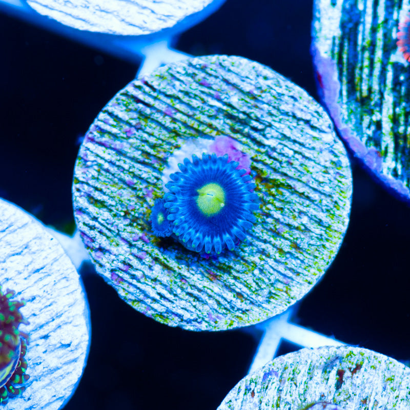 CC Ultimate AOI Zoanthids