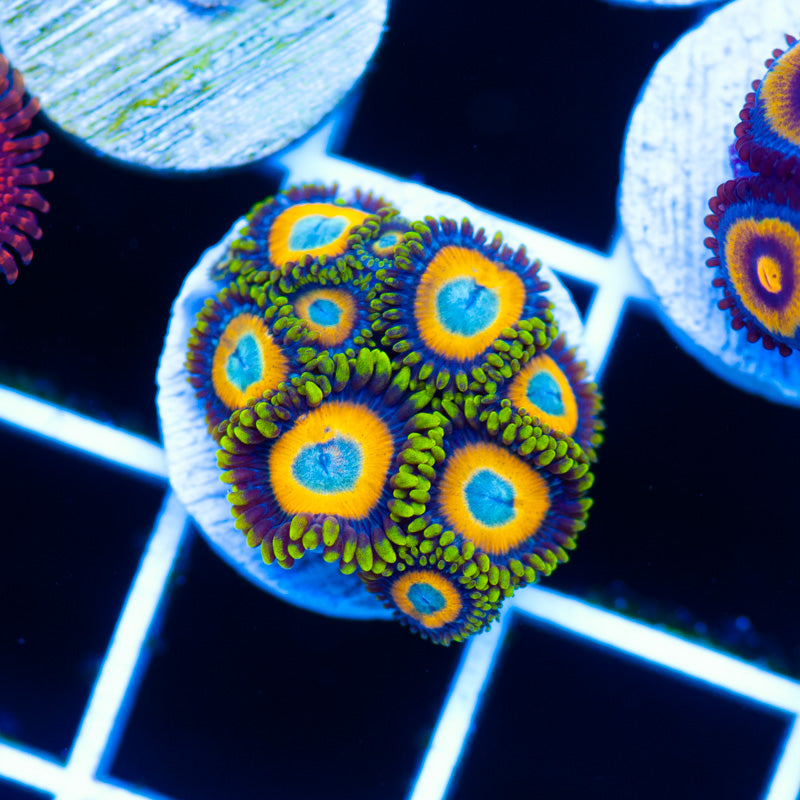 OG Scrambled Egg Zoanthids