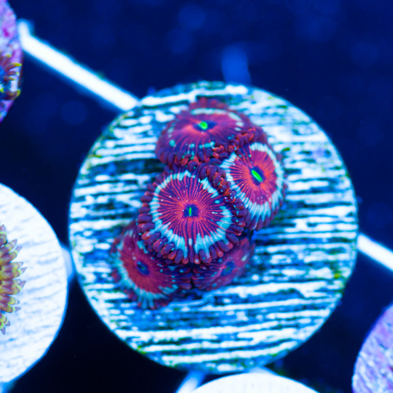 Blue Agave Zoanthids