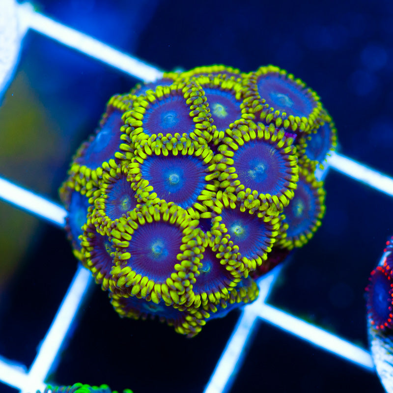 CC Bahama Blue Zoanthids