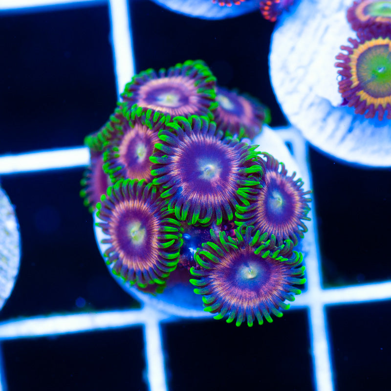 CC Raspberry Lime Zoanthids #2