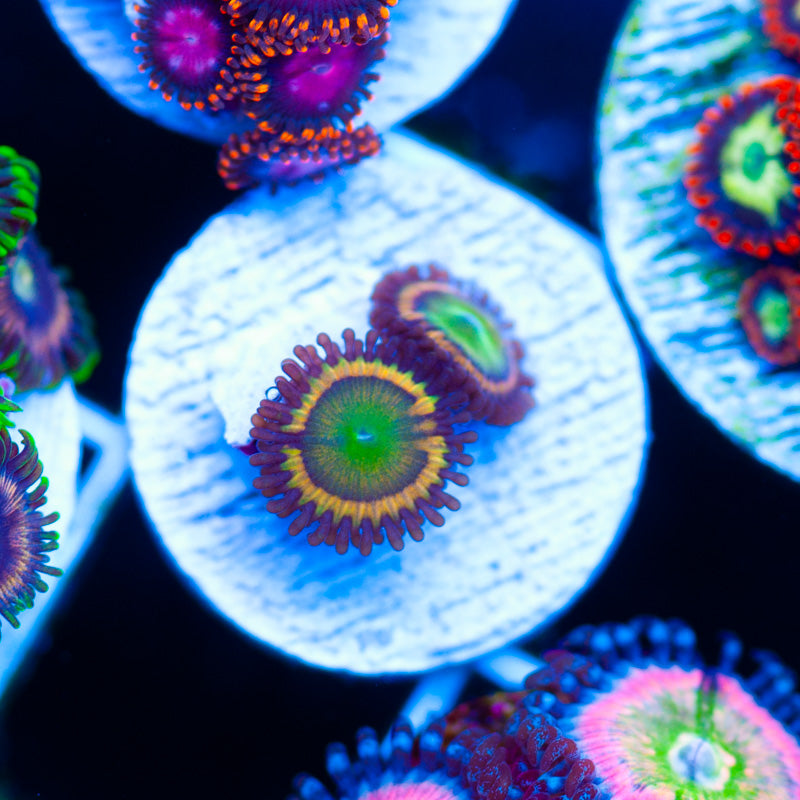 Gonzos Citrus Cooler Zoanthids