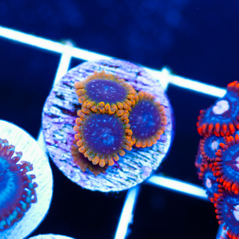 JF Acid Reflux Zoanthids