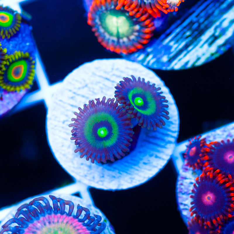 UC Outkast Zoanthids