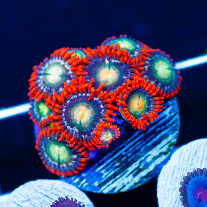 I am a HOT Zoanthid!