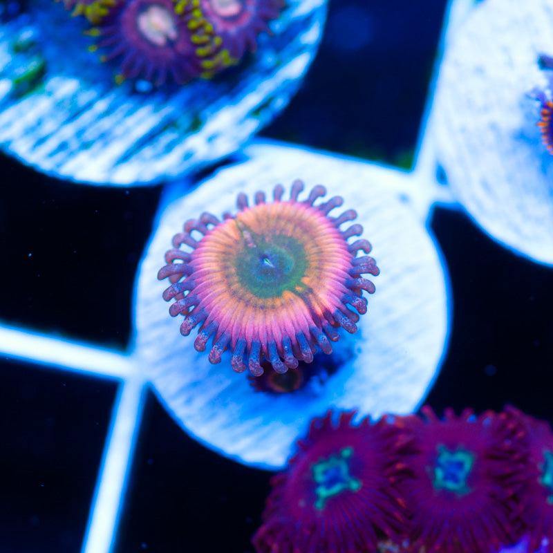CB Rainbow Infusion Zoanthid