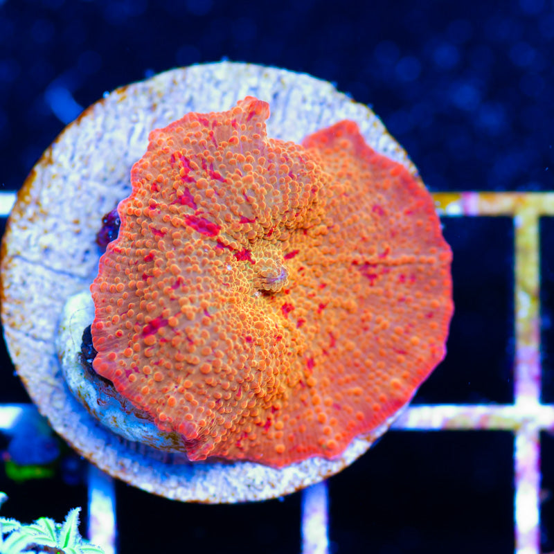 OG Jawbreaker Mushroom