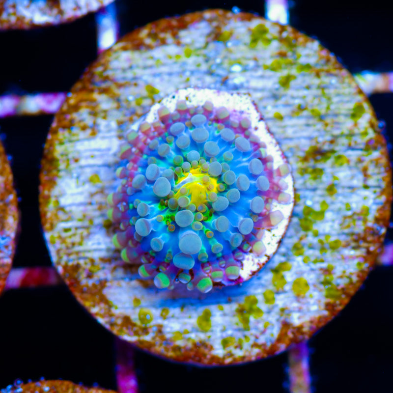Wee Baby Aquacultured Yuma